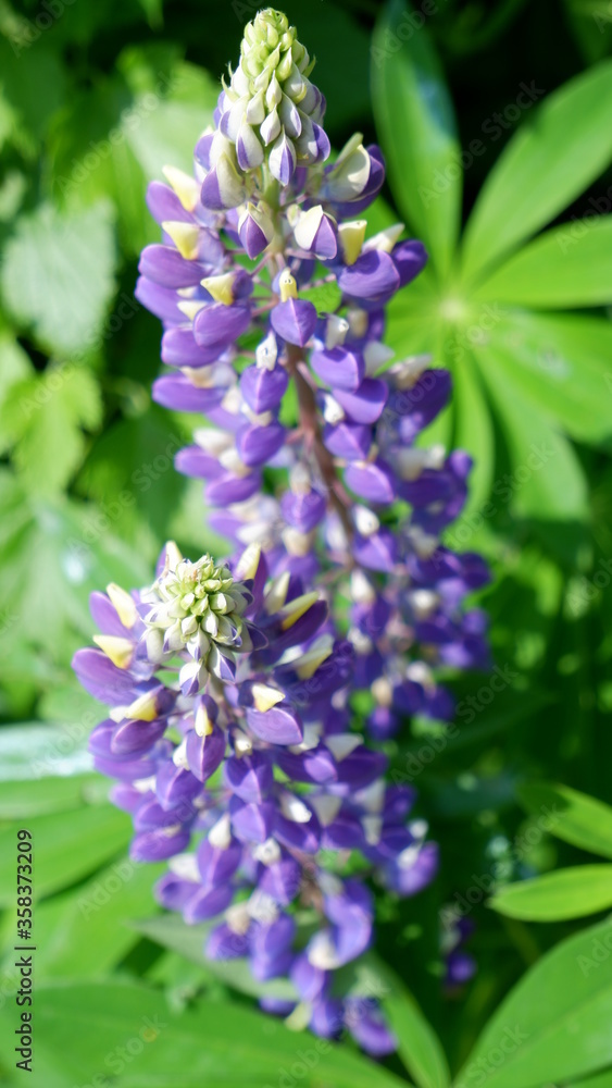 lilac flowers on green background. lupins lilac flowers on green background. lupins