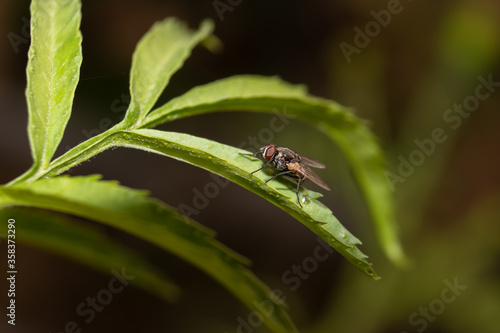 Closeup of Brachycera Fly Sitiing on a Leaf