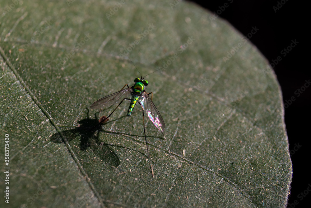 Macro of Condylostylus Insect Sitting on a Leaf with Copy Space Macro of Condylostylus Insect Sitting on a Leaf with Copy Space