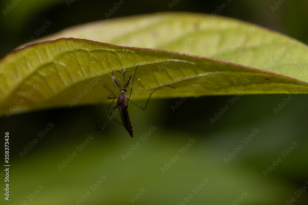 Naklejka premium Macro of Culex Quinquefasciatus Mosquito or Southern House Mosquito Holding a Leaf with Copy Space for Texts Writing