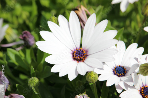 Margarita del cabo en color blanco. Esta flor también se llama Dimorfoteca, Matacabras, Estrella polar, o Caléndula del Cabo