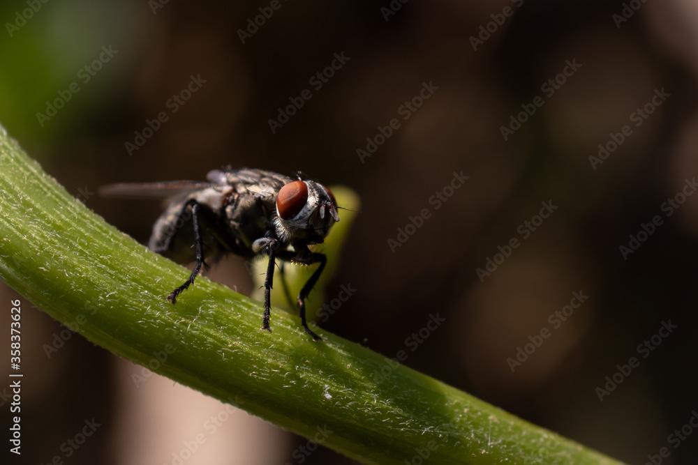 Macro of Housefly Copy Space for Texts Writing Macro of Housefly Copy Space for Texts Writing