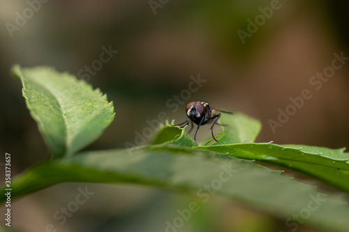 Macro of Housefly Sitting on a Leaf with Copy Space