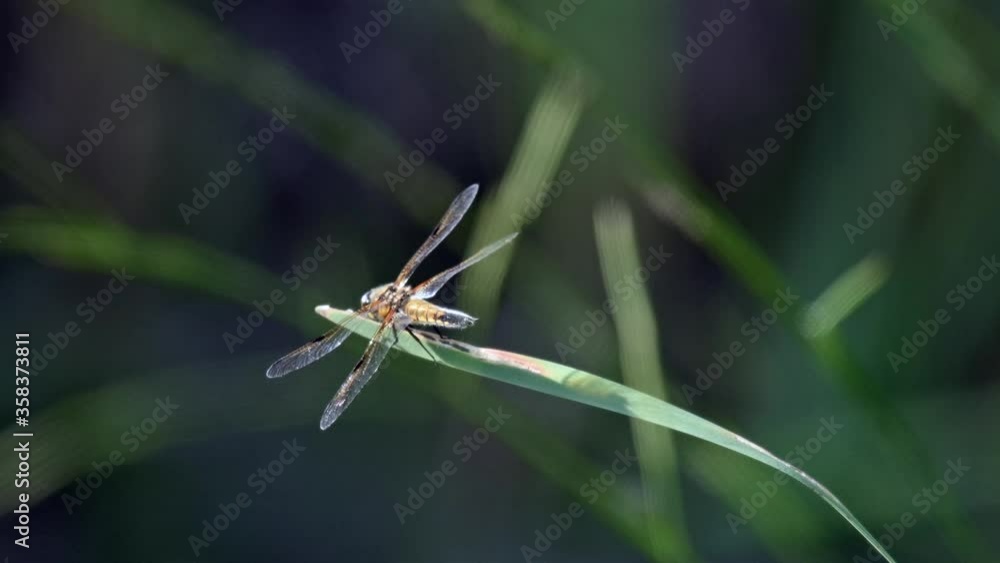 Four-spotted chaser (Libellula quadrimaculata) resting on a reeds swaying in the strong wind. Shallow depth of field, colorful green background. Four-spotted chaser (Libellula quadrimaculata) resting on a reeds swaying in the strong wind. Shallow depth of field, colorful green background.