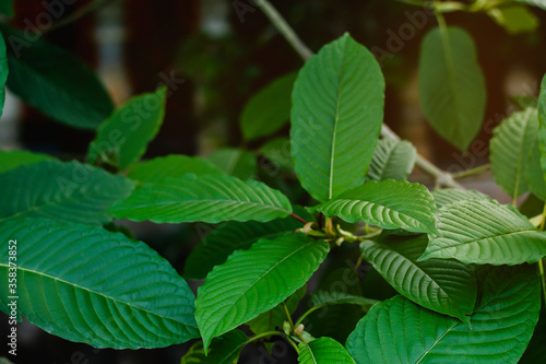 Mitragyna speciosa (Kratom leaves) Thai herbal which encourage health. photo