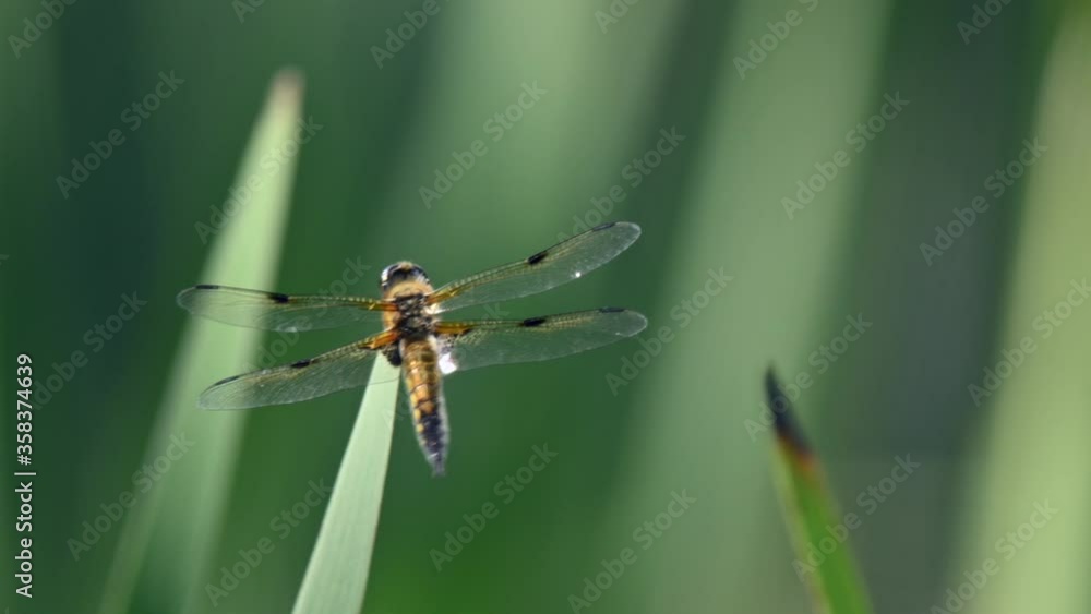 Four-spotted chaser (Libellula quadrimaculata) resting on a reeds swaying in the strong wind. Shallow depth of field, colorful green background. Four-spotted chaser (Libellula quadrimaculata) resting on a reeds swaying in the strong wind. Shallow depth of field, colorful green background.