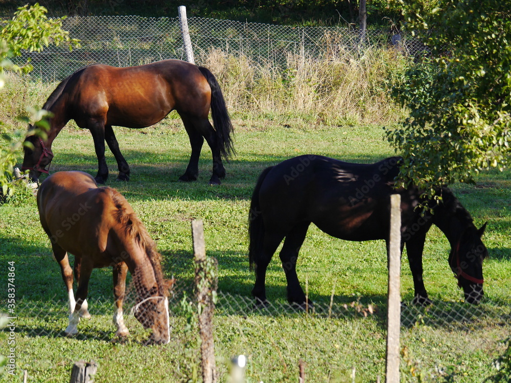Naklejka premium Wild horses