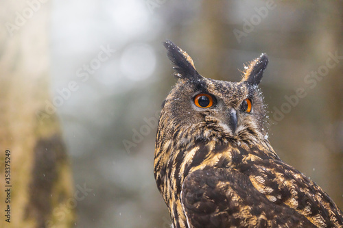 Portrait of Brown Owl closeup looking at the side.