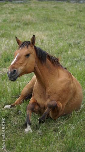 Fototapeta Naklejka Na Ścianę i Meble -  horse sitting up
