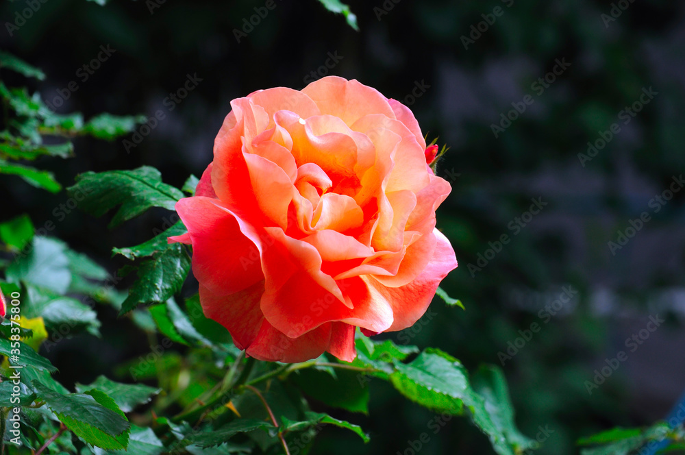 Red rose on a green background. card for love, space for text Red rose on a green background. card for love, space for text