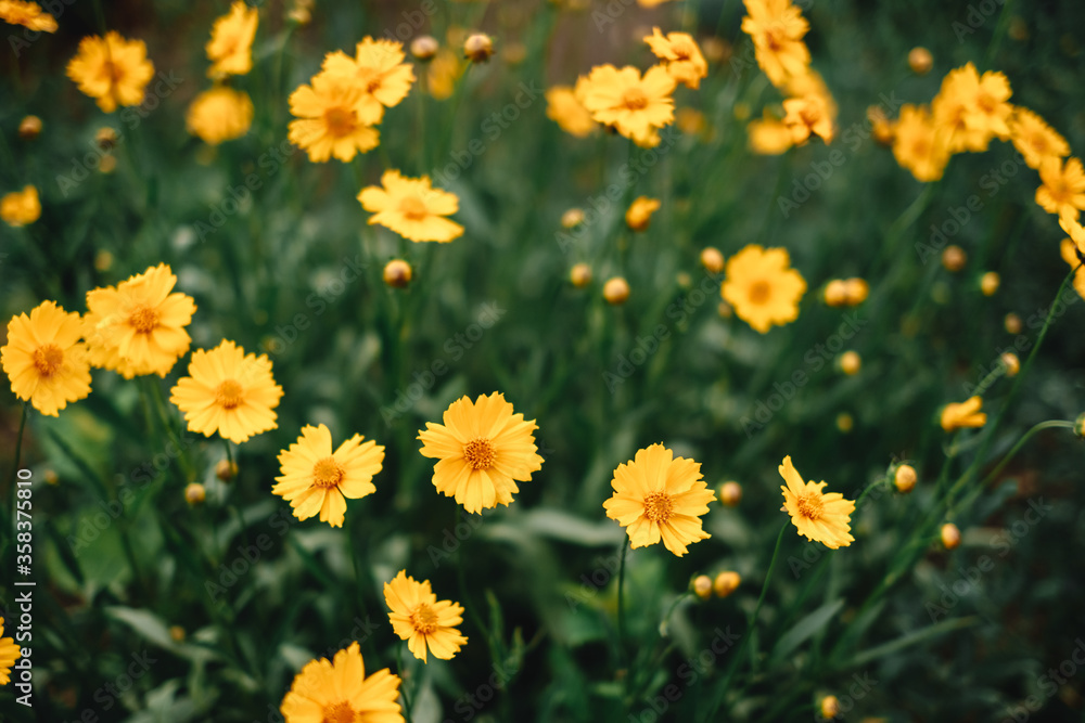 Beautiful blooming yellow flowers in the garden. Floral background Beautiful blooming yellow flowers in the garden. Floral background