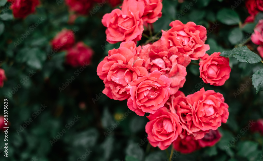 Beautiful blooming roses in the garden. Floral background. Beautiful blooming roses in the garden. Floral background.