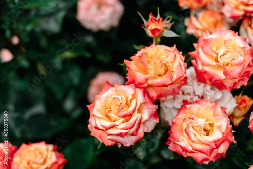 Beautiful blooming roses in the garden. Floral background.