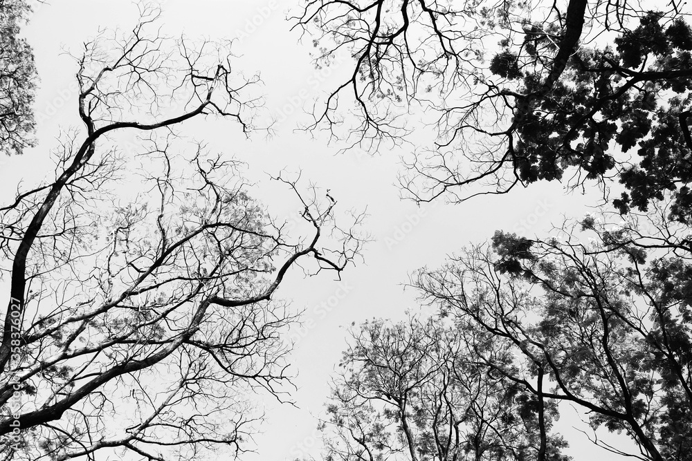 Looking up in Forest - Tree branches nature abstract - monochrome