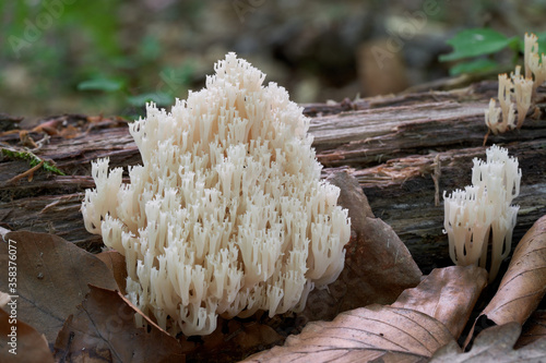 Inedible mushroom Artomyces pyxidatus in the beech forest. Known as crown coral or crown-tipped coral fungus. White wild mushroom growing on the tree stump.