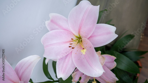 Oriental Pink Lily on white background