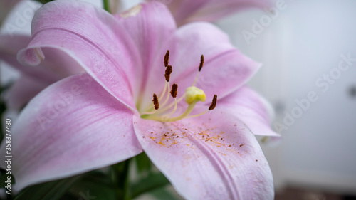 Oriental Pink Lily on white background