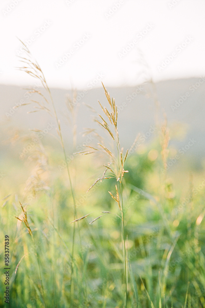 Obraz premium Wild grass in the setting sun