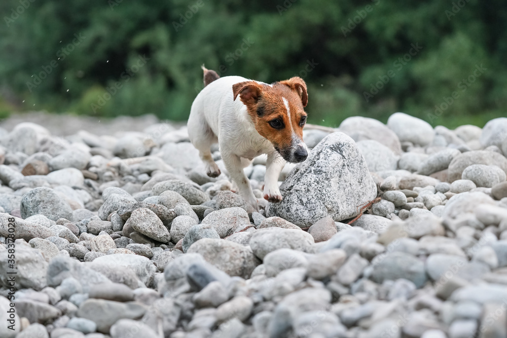 Small Jack Russell terrier walking over round rocks near the river, her fur wet from swimming, blurred trees in background Small Jack Russell terrier walking over round rocks near the river, her fur wet from swimming, blurred trees in background
