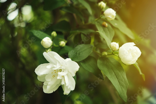 White flowers of mock-ups close-up, lit by the rays of the sun. Selective focus and bokeh.