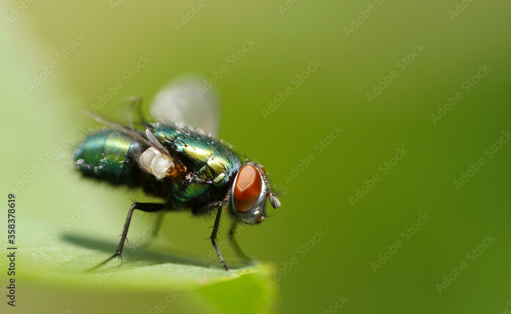 fly on leaf fly on leaf