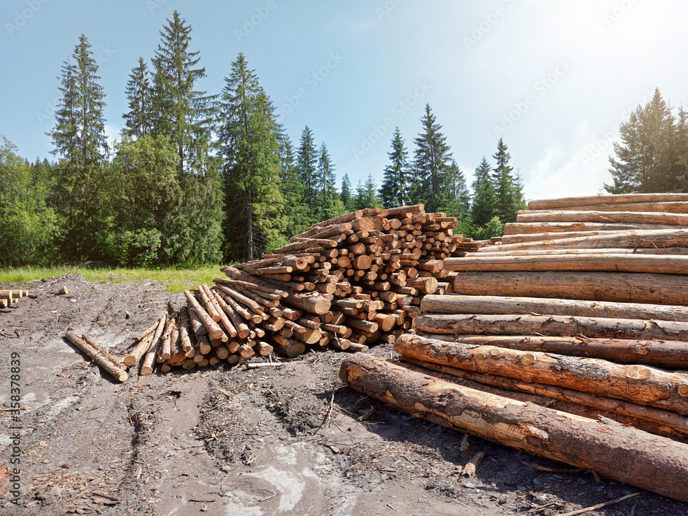 Pile of harvested wooden logs in forest, trees with blue sky above background