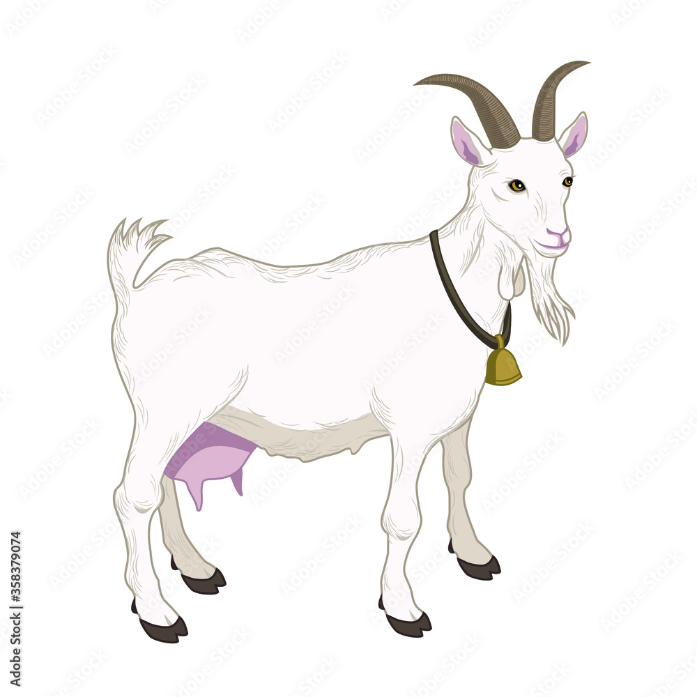 vector illustration of a goat
