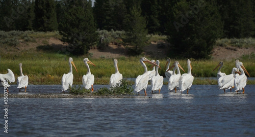 Group of pelicans 