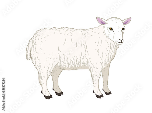 vector illustration of a sheep