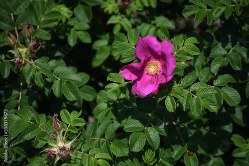 Pink flower of Rosa rugosa, in the garden. photo