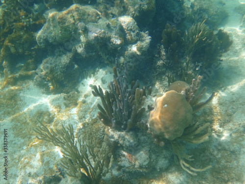 arrecife de coral en aguas calidas