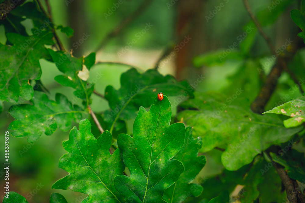 Oak branch with green leaves. Young foliage on a tree and ladybug Oak branch with green leaves. Young foliage on a tree and ladybug