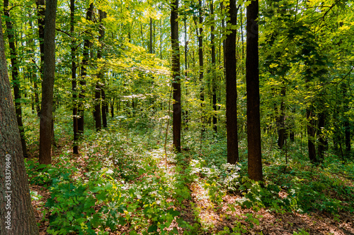 emperate Rainforest Moldavian Landscape. Beautiful view of the forest