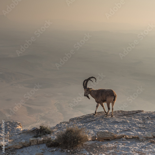 A fearless ibex overlooks the Ramon Crater (Makhtesh Ramon) below from the northern high cliff edge shortly after sunrise, Ramon Nature reserve, Mitzpe Ramon town, Negev desert, Beersheba, Israel 