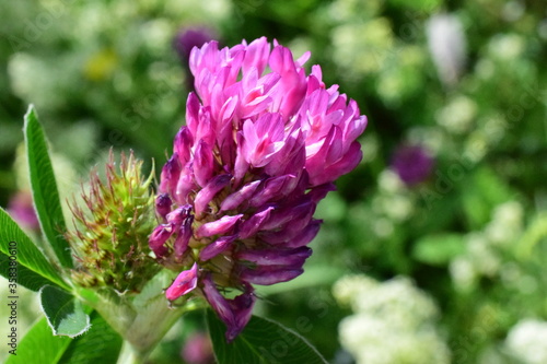 pink flower of a clover