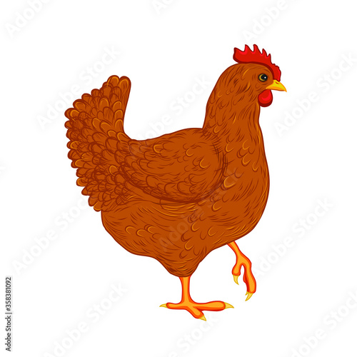 vector illustration of a brown chicken