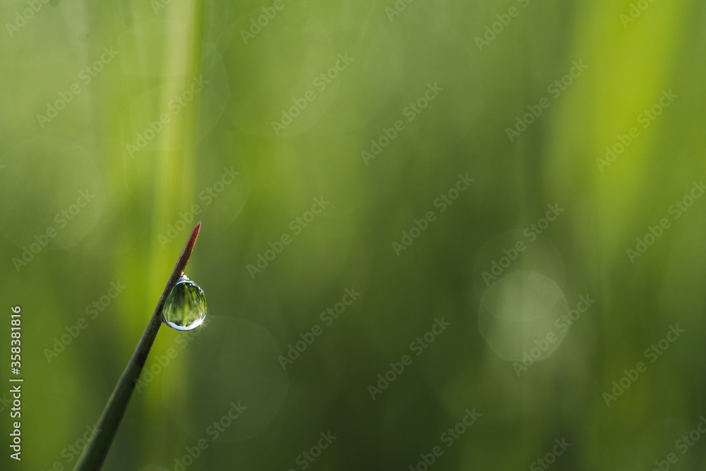 Drop of morning dew on a blade of grass Drop of morning dew on a blade of grass