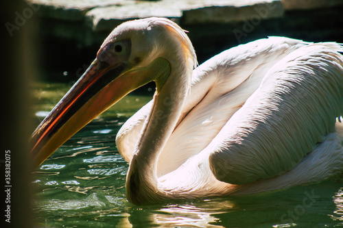 View of a great white pelican also known as the eastern white pelican, a bird in the pelican family. It breeds from southeastern Europe through Asia and Africa, in swamps and shallow lakes