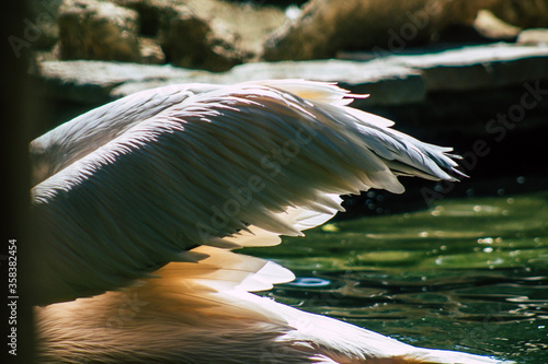View of a great white pelican also known as the eastern white pelican, a bird in the pelican family. It breeds from southeastern Europe through Asia and Africa, in swamps and shallow lakes