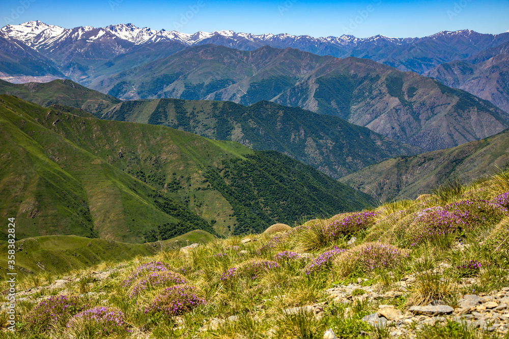 green forest and mountain