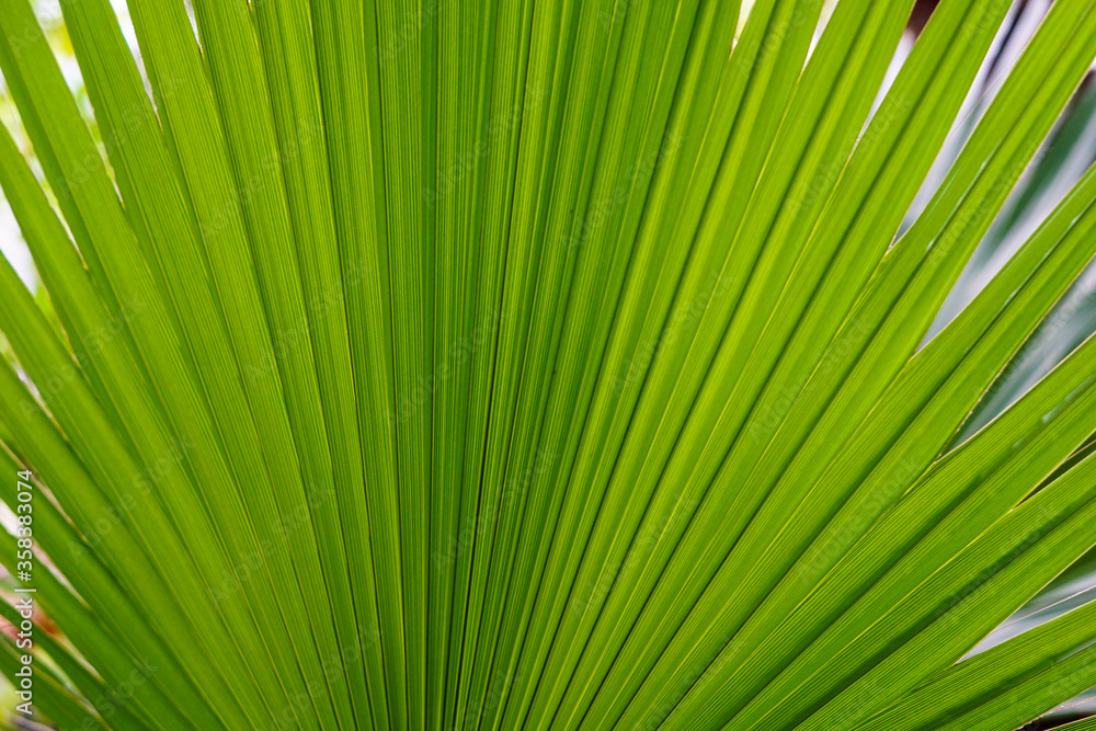 Background with palm leaves. Macro. Background with palm leaves. Macro.