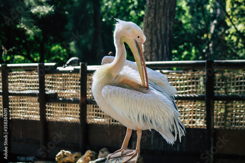 View of a great white pelican also known as the eastern white pelican, a bird in the pelican family. It breeds from southeastern Europe through Asia and Africa, in swamps and shallow lakes
