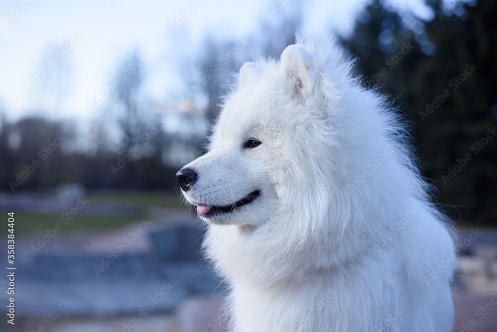Beautiful samoyed dog. White fluffy dog on a background of beautiful nature.