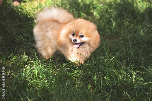 Fototapeta Naklejka Na Ścianę i Meble -  The orange Pomeranian stands on the green grass with its mouth open and its tongue hanging out with a sly look