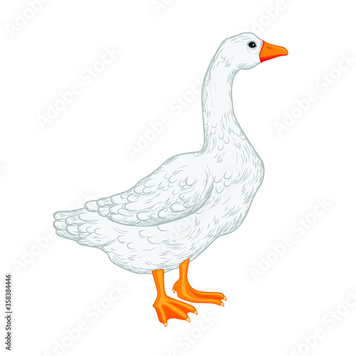 vector illustration of a goose