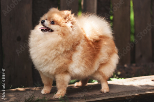 Orange very fluffy Pomeranian stands on a wooden Board in a beautiful pose around the green grass