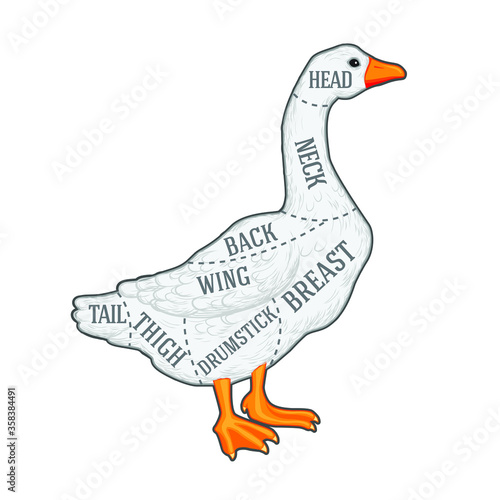vector butchers diagram guide for cutting goose