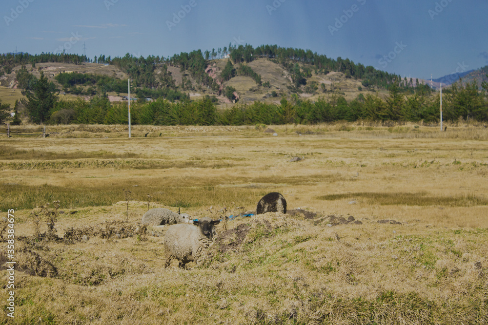 group of sheep grazing in the field