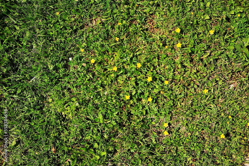 green lawn with yellow flowers in summer
