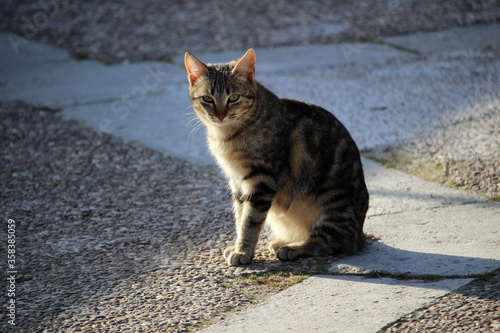 Retrato de un gato callejero con los ojos verdes photo